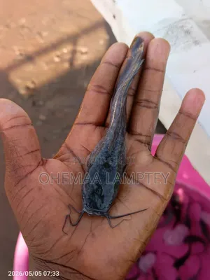 Catfish Fingerlings to Jumbo Size Available