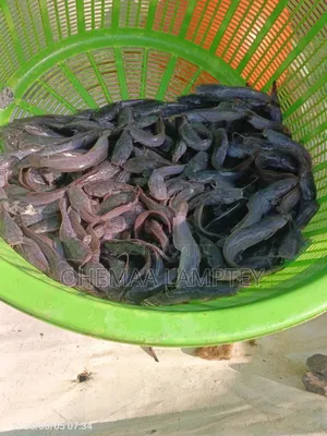 Catfish Fingerlings to Jumbo Size Available