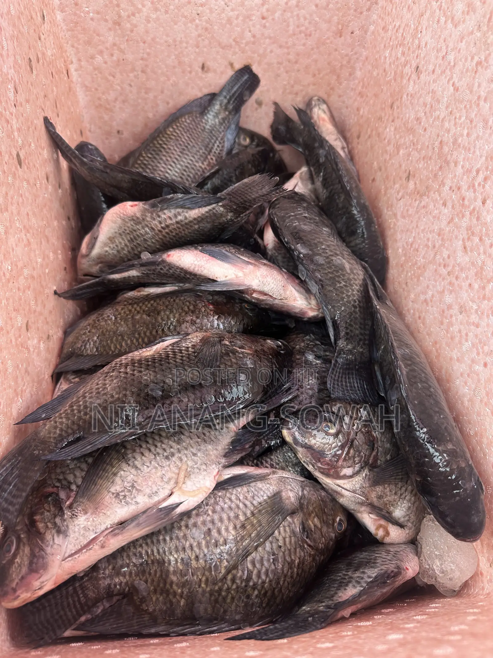Freshly Cleaned Dressed Akosombo Tilapia.