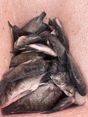 Freshly Cleaned Dressed Akosombo Tilapia.