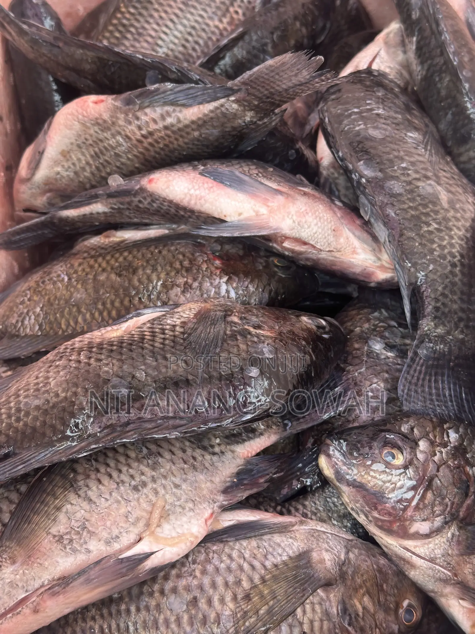 Freshly Cleaned Dressed Akosombo Tilapia.