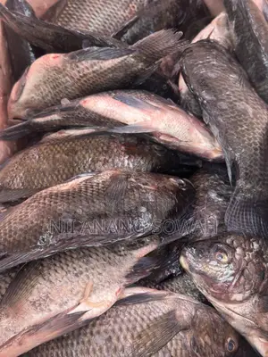 Freshly Cleaned Dressed Akosombo Tilapia.