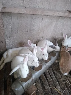 Rabbits for Sale