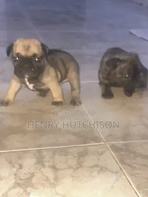 0-1 month Female Purebred French Bulldog