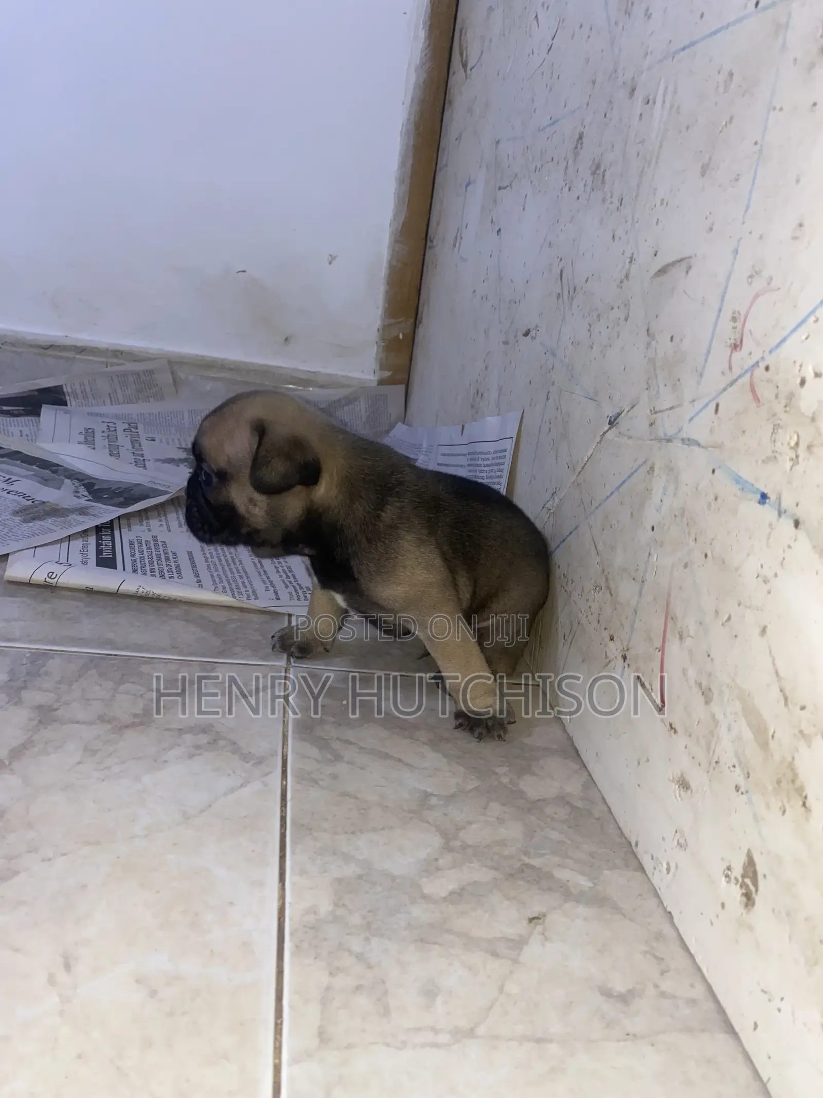 0-1 month Female Purebred French Bulldog