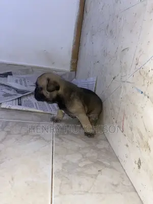 0-1 month Female Purebred French Bulldog