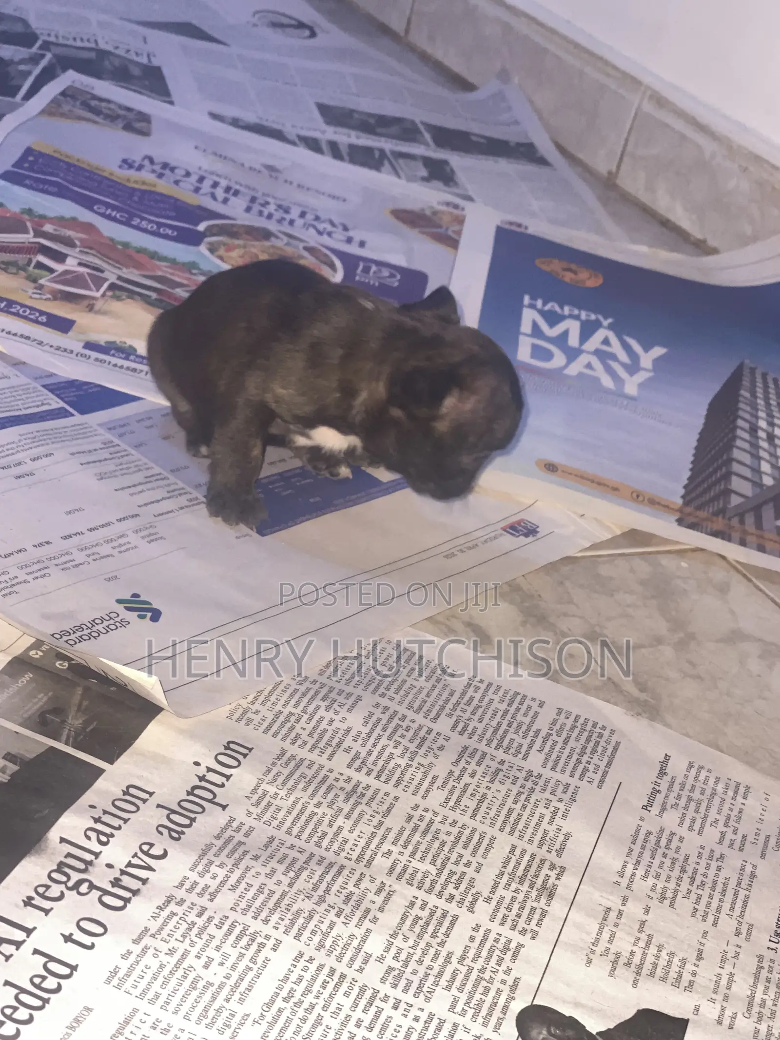 0-1 month Female Purebred French Bulldog