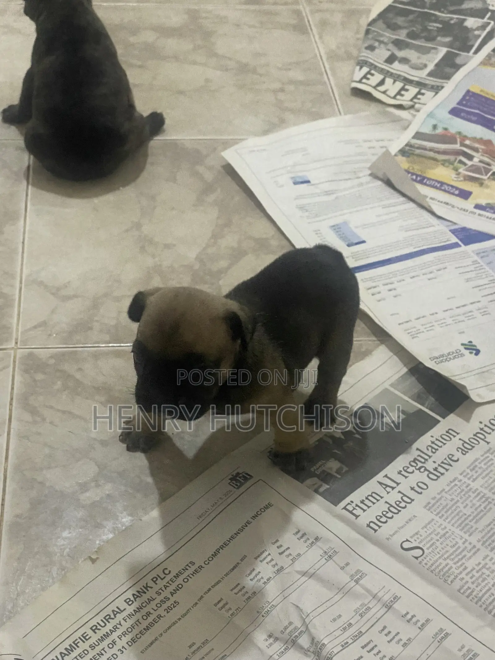 0-1 month Female Purebred French Bulldog