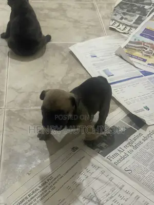 0-1 month Female Purebred French Bulldog