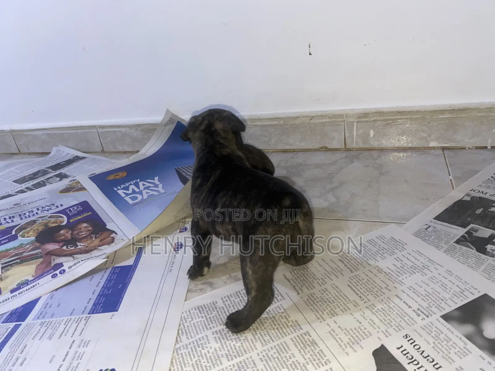 0-1 month Female Purebred French Bulldog