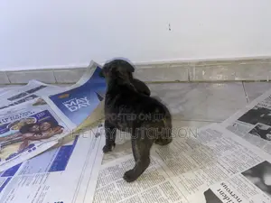 0-1 month Female Purebred French Bulldog