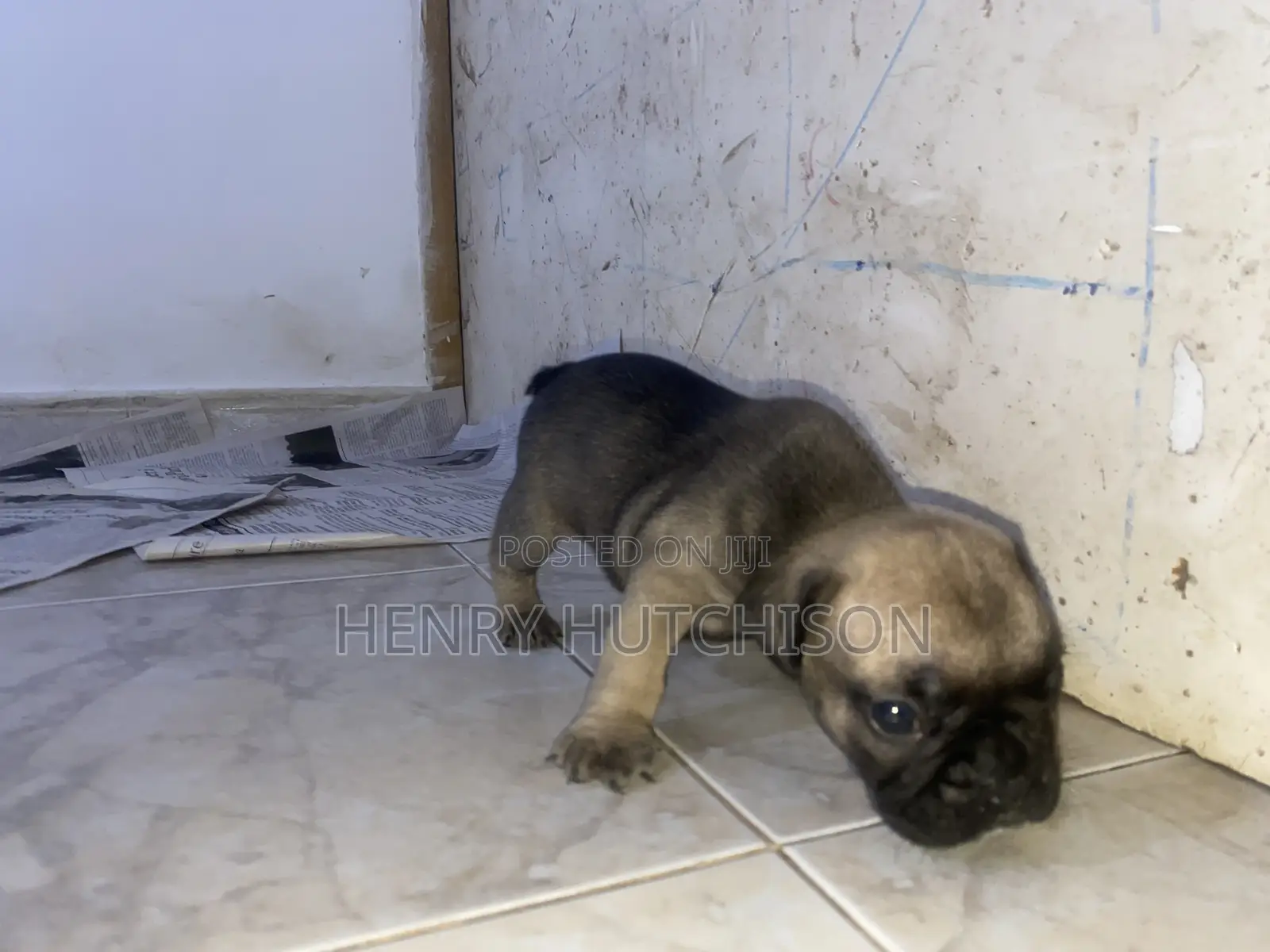 0-1 month Female Purebred French Bulldog