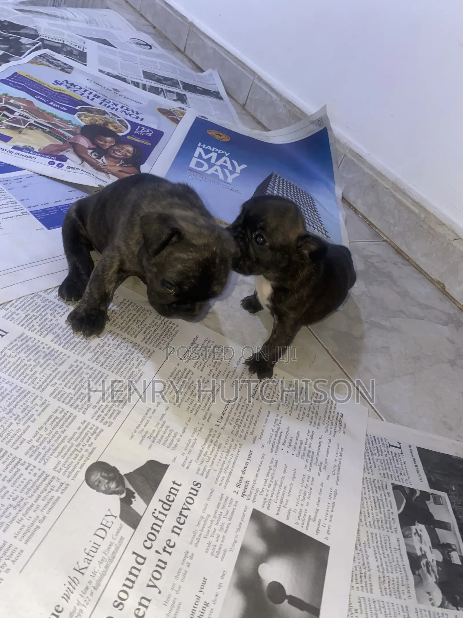 0-1 month Female Purebred French Bulldog