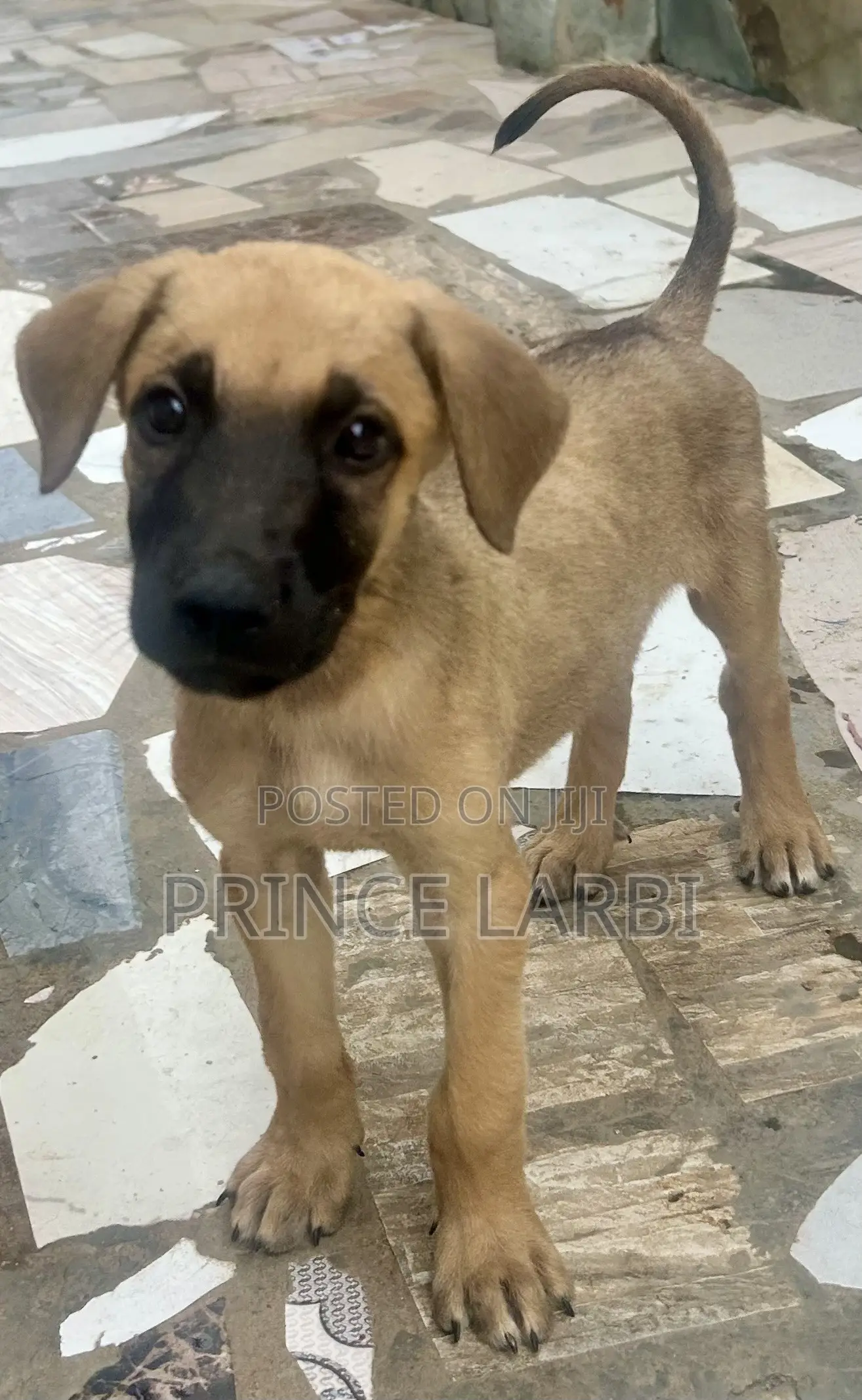 1-3 months Male Mixed Breed Boerboel
