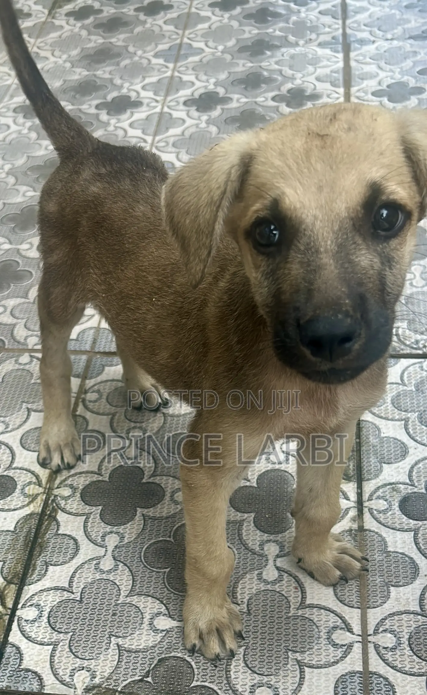 1-3 months Male Mixed Breed Boerboel