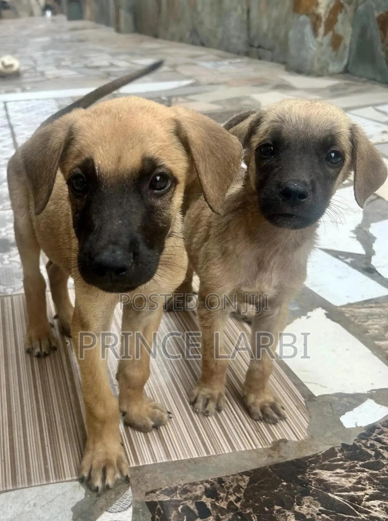 1-3 months Male Mixed Breed Boerboel