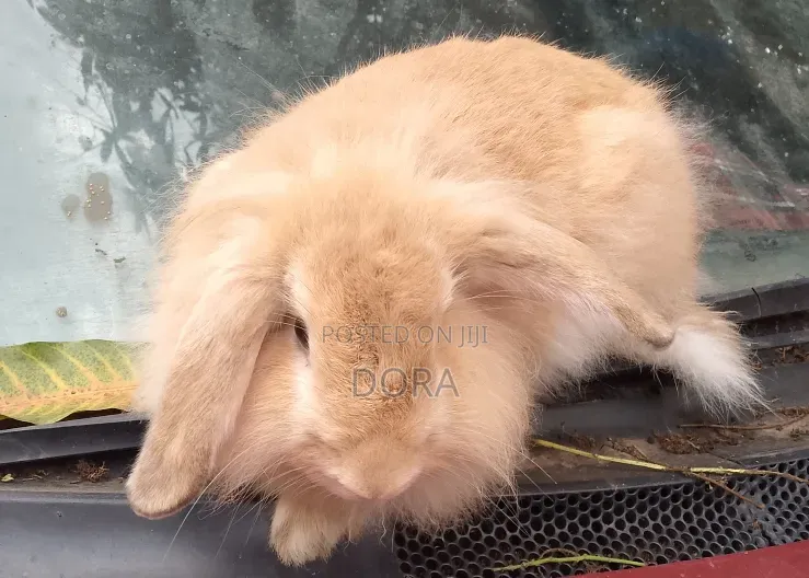 Lion Head Rabbits