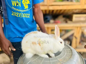 Lion Head Rabbits
