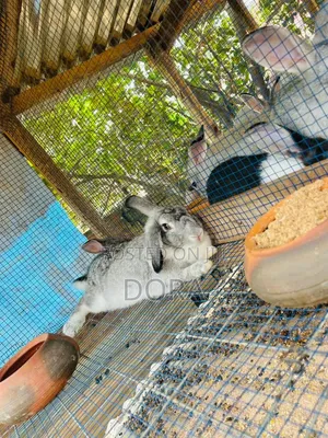 Lion Head Rabbits