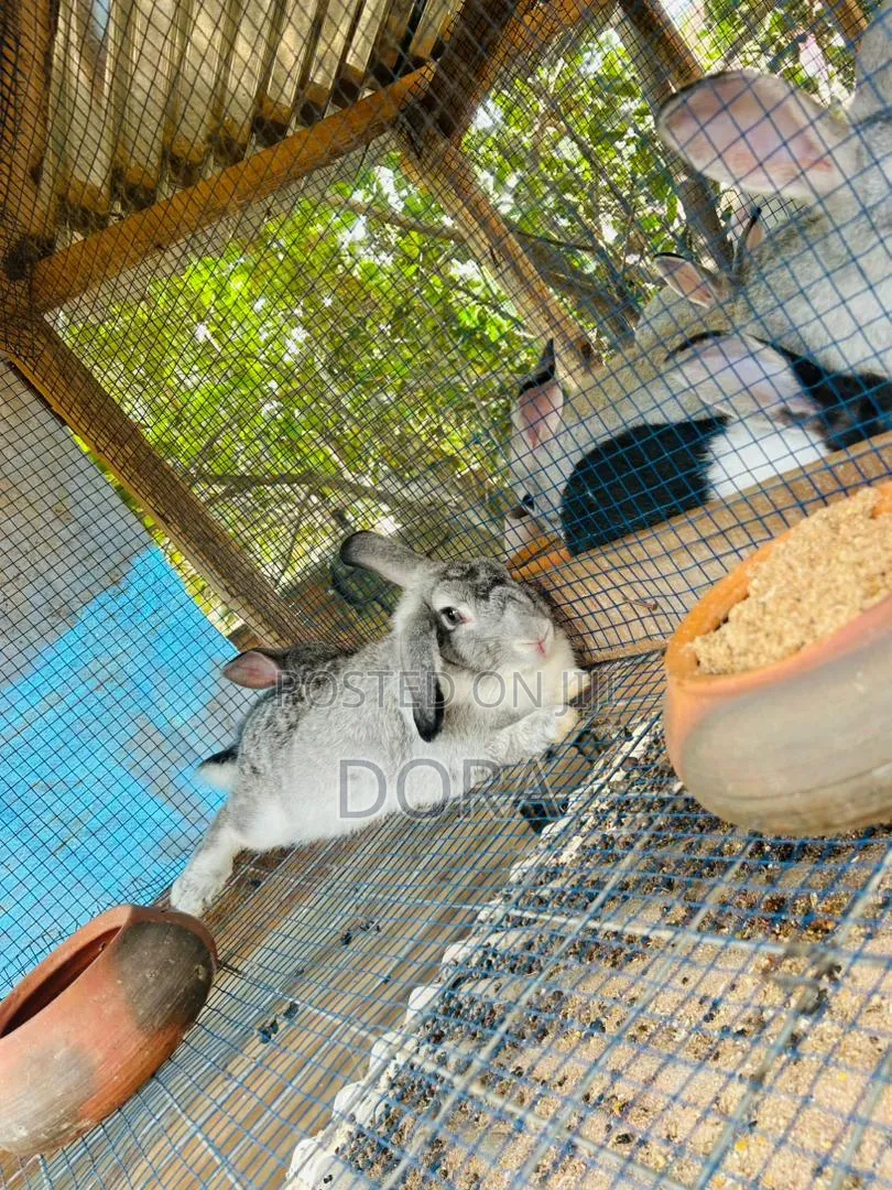Lion Head Rabbits