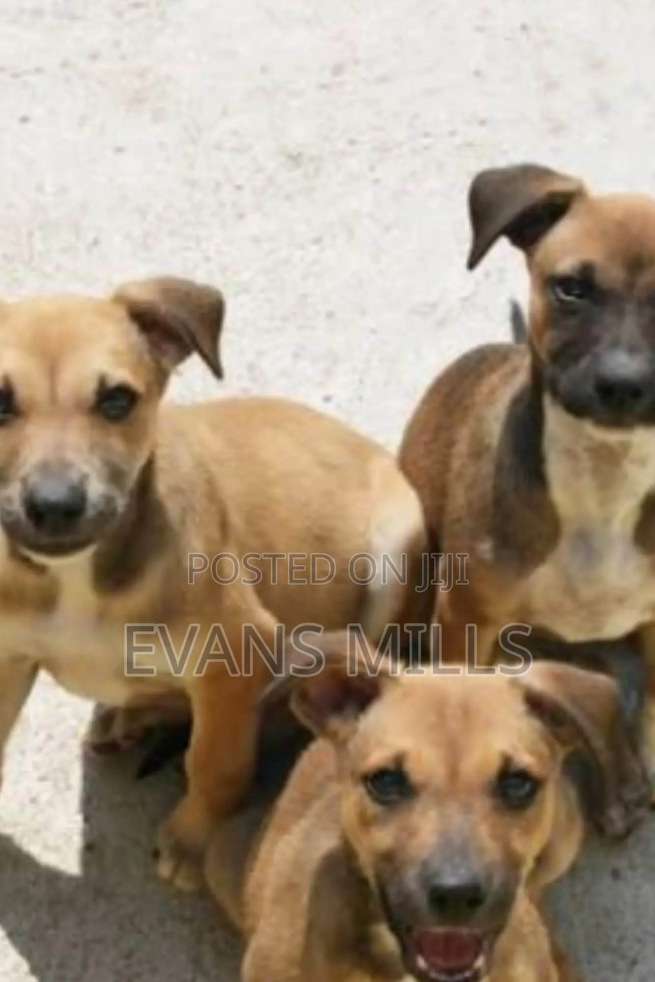 1-3 months Male Purebred Boerboel