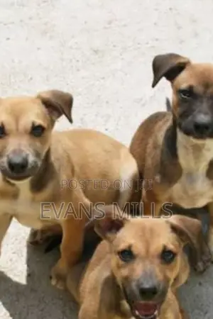 1-3 months Male Purebred Boerboel
