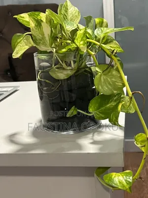 Natural Flowers