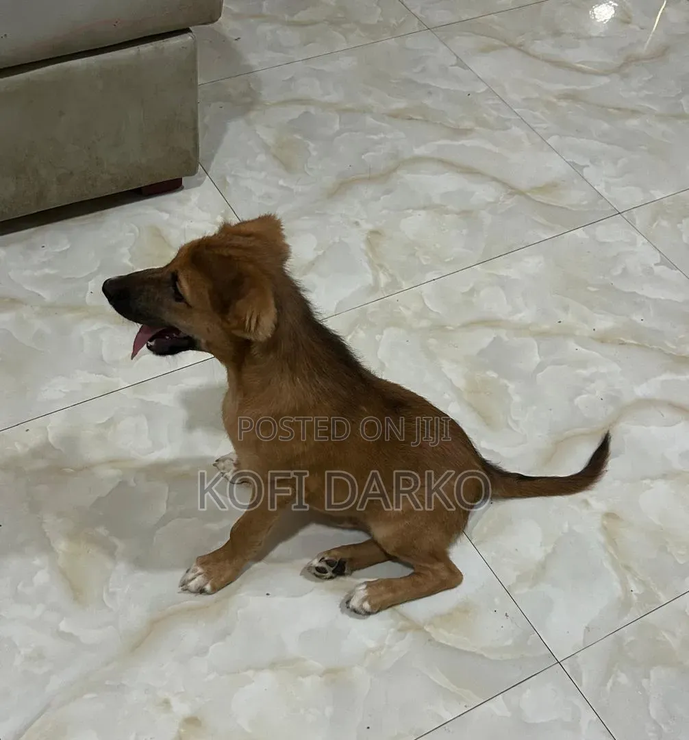 3-6 months Male Mixed Breed Boxer