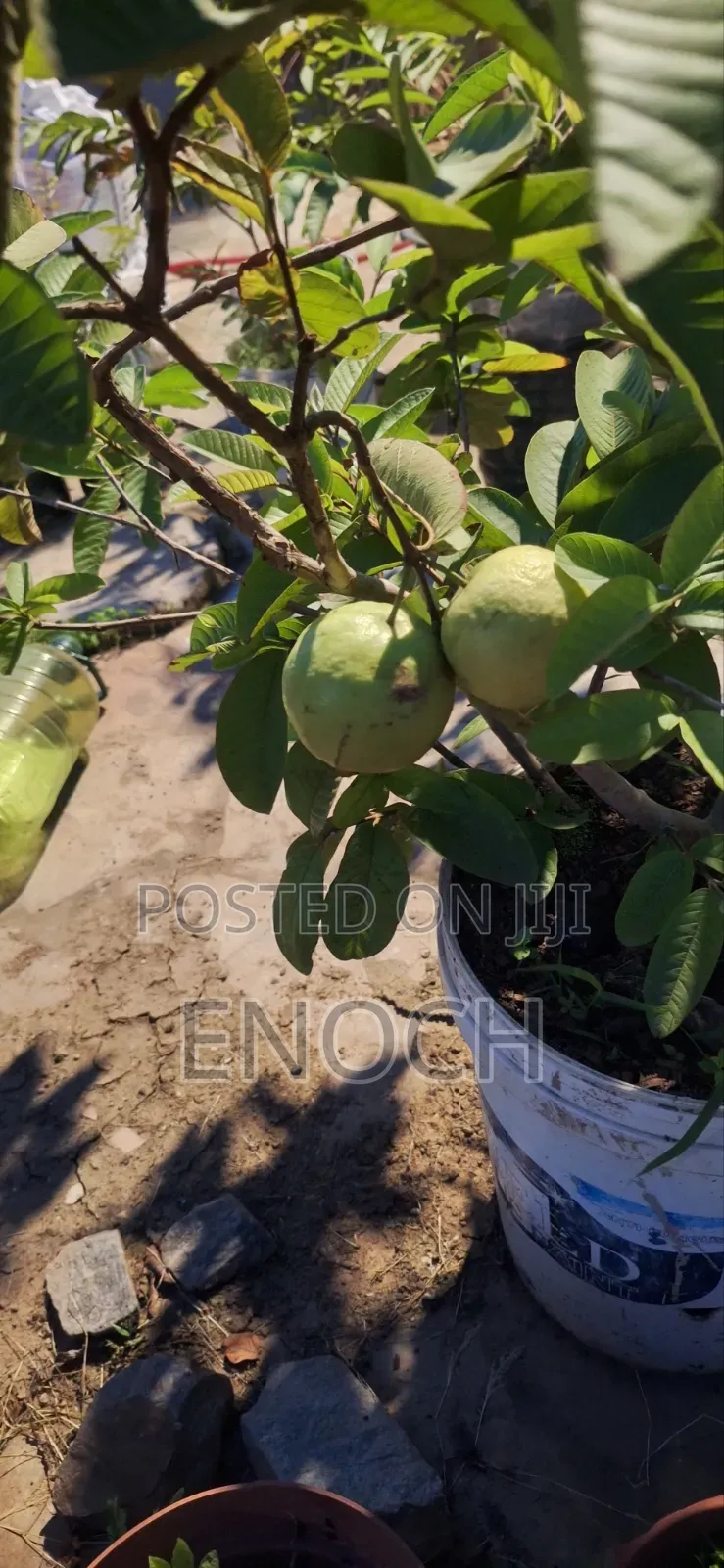 Large Exotic Organic Guava Seedling