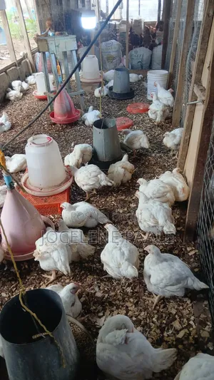 Broilers for Sale