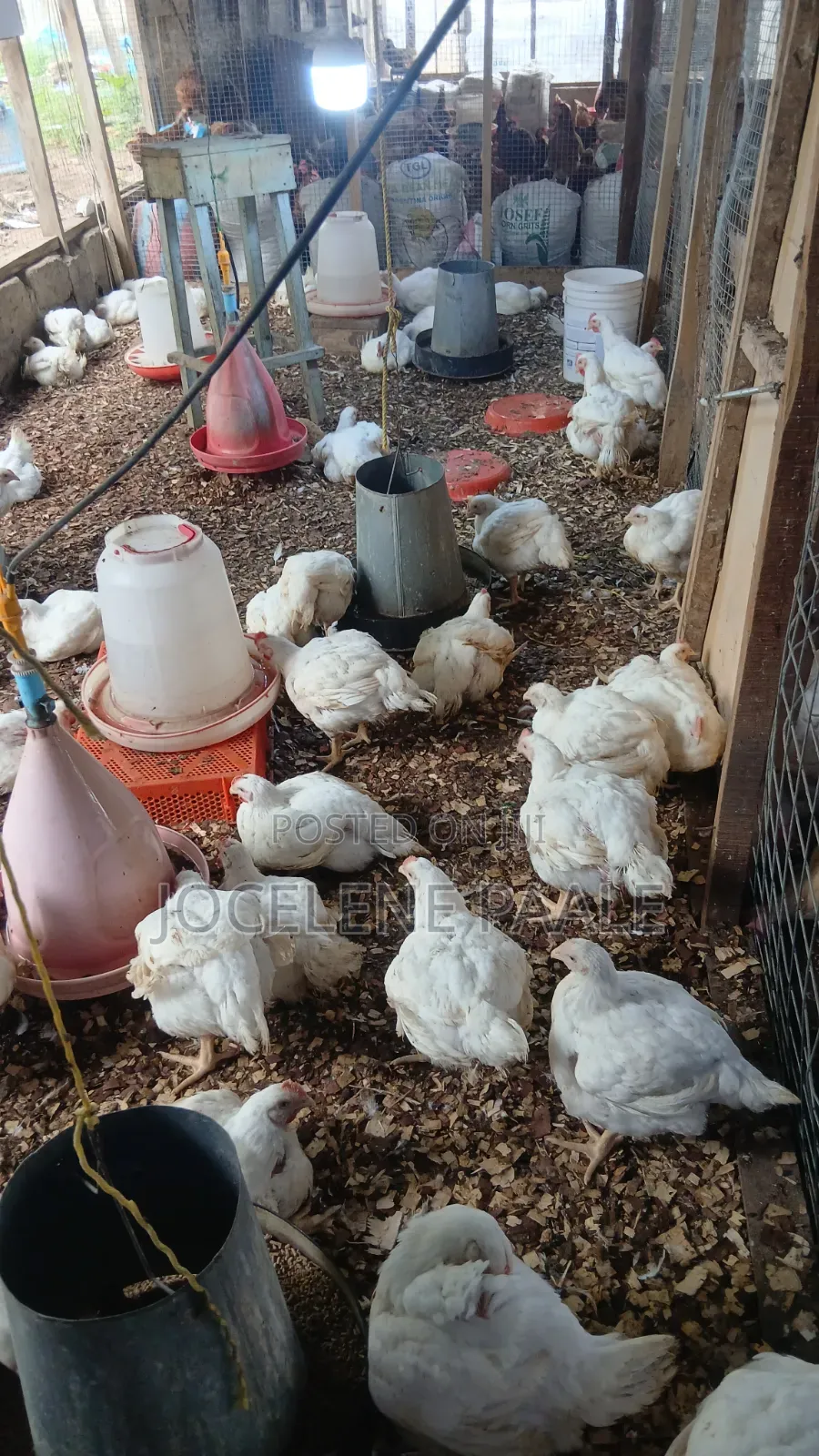 Broilers for Sale