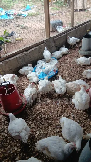 Broilers for Sale