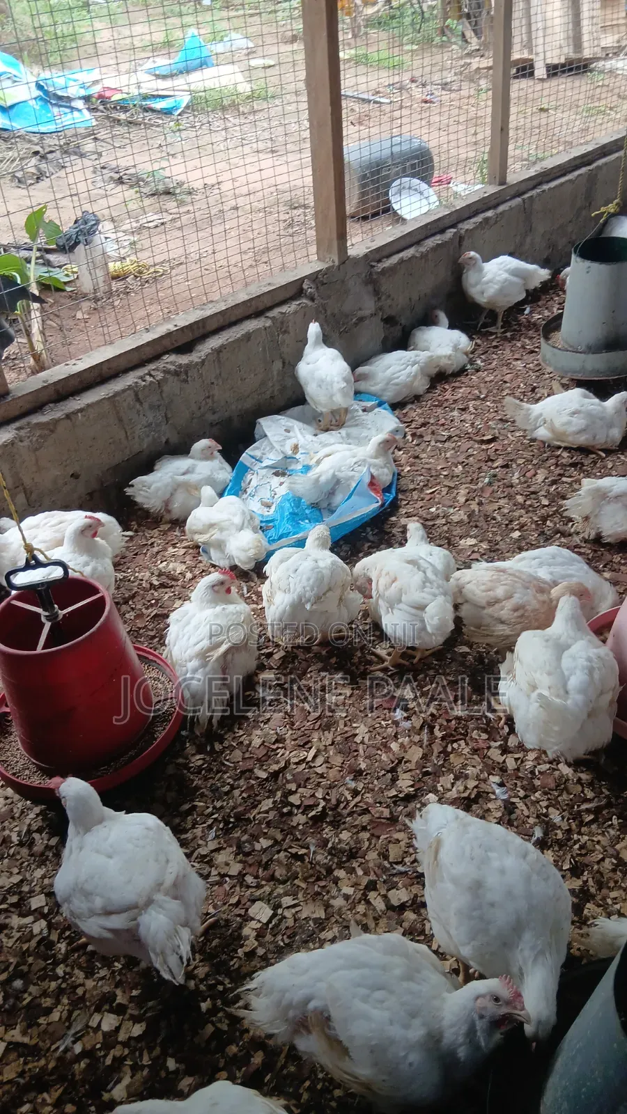 Broilers for Sale