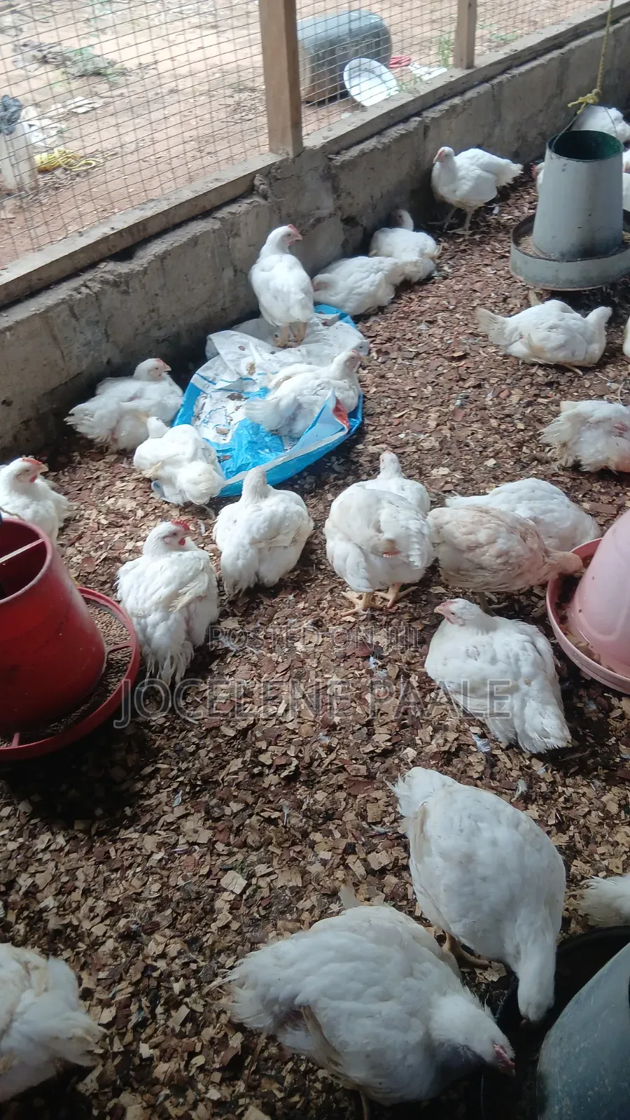 Broilers for Sale