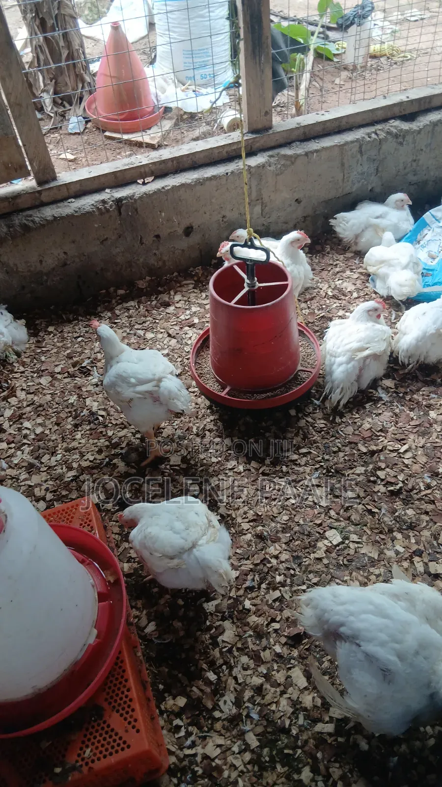 Broilers for Sale