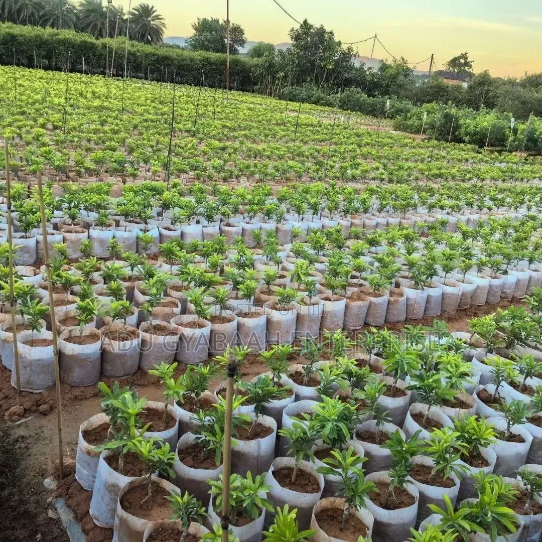 Premium Non-woven Fabric Grower/Planting Bags