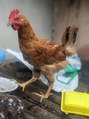 Matured Saso Birds for Sale