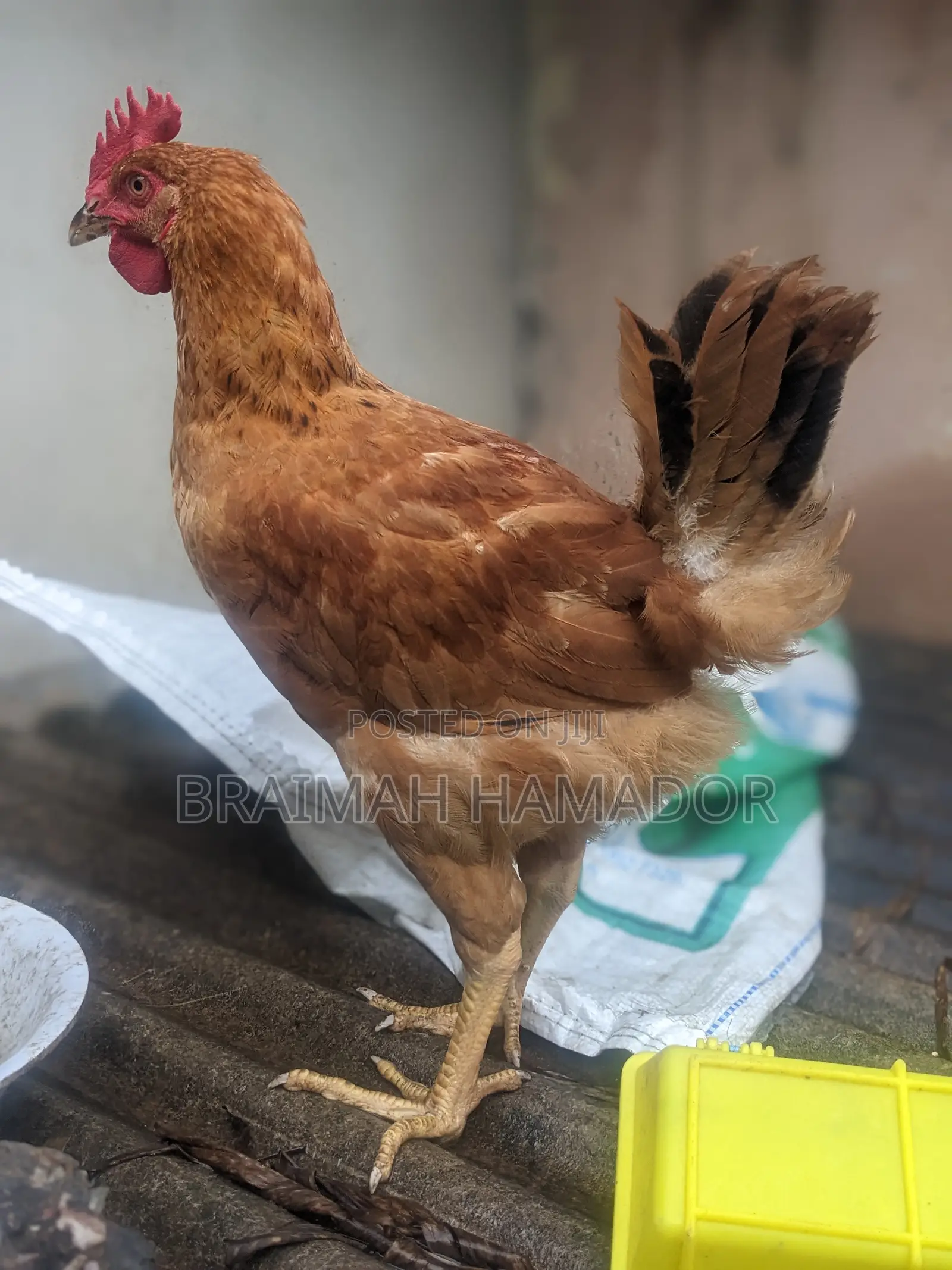 Matured Saso Birds for Sale
