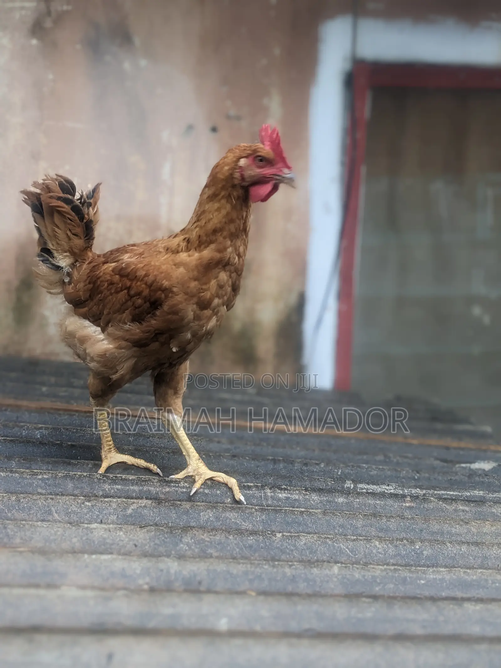 Matured Saso Birds for Sale