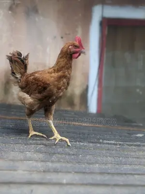 Matured Saso Birds for Sale