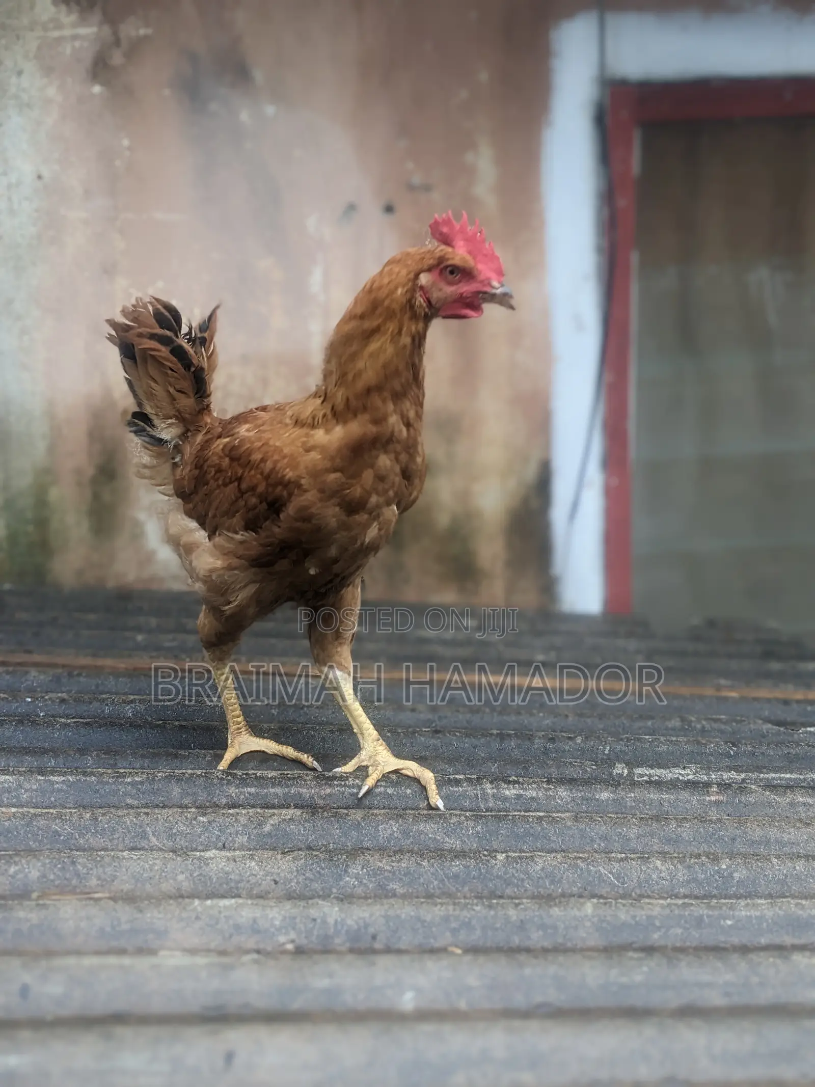 Matured Saso Birds for Sale