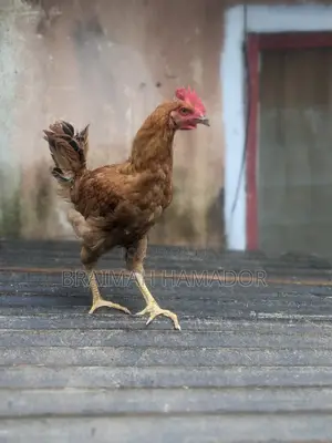 Matured Saso Birds for Sale