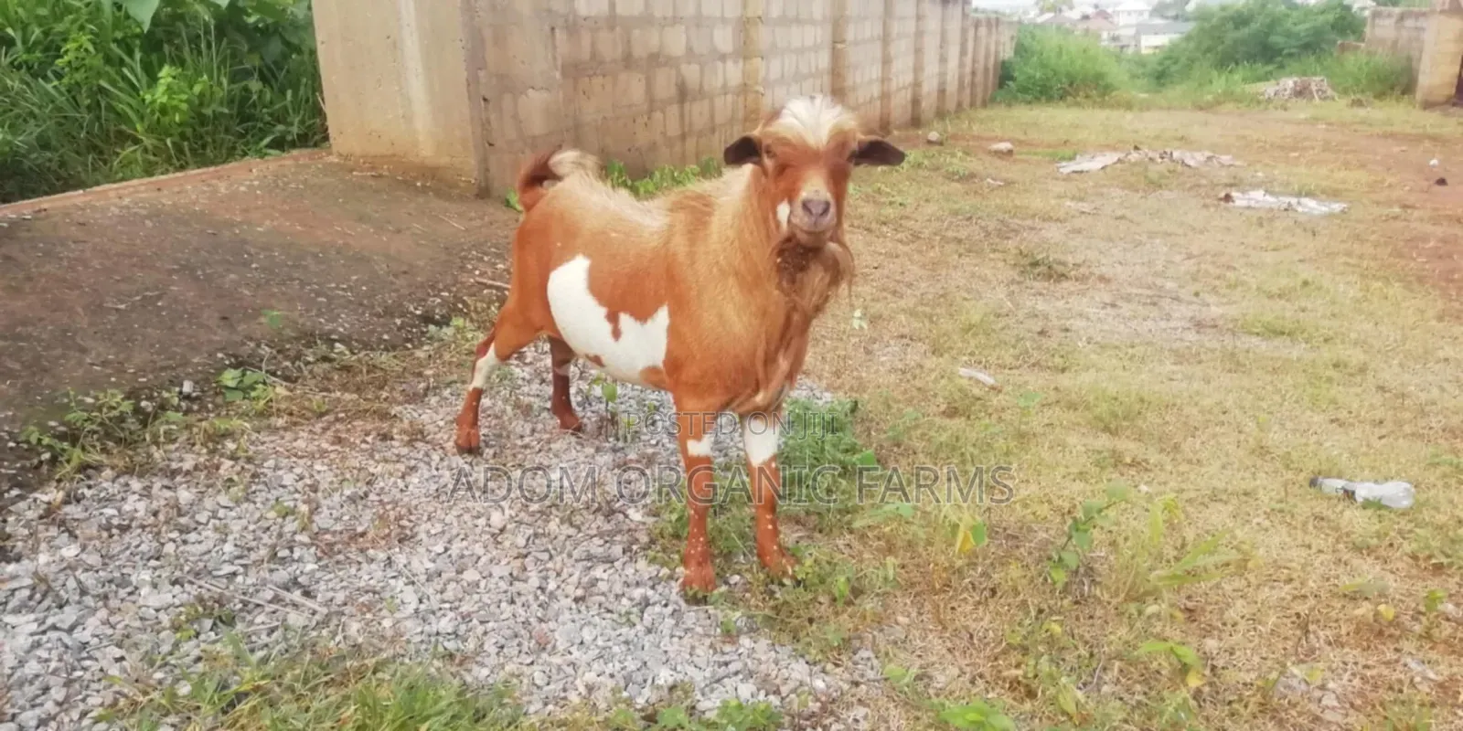 Healthy Tiktall Hybrid Goat Forsale