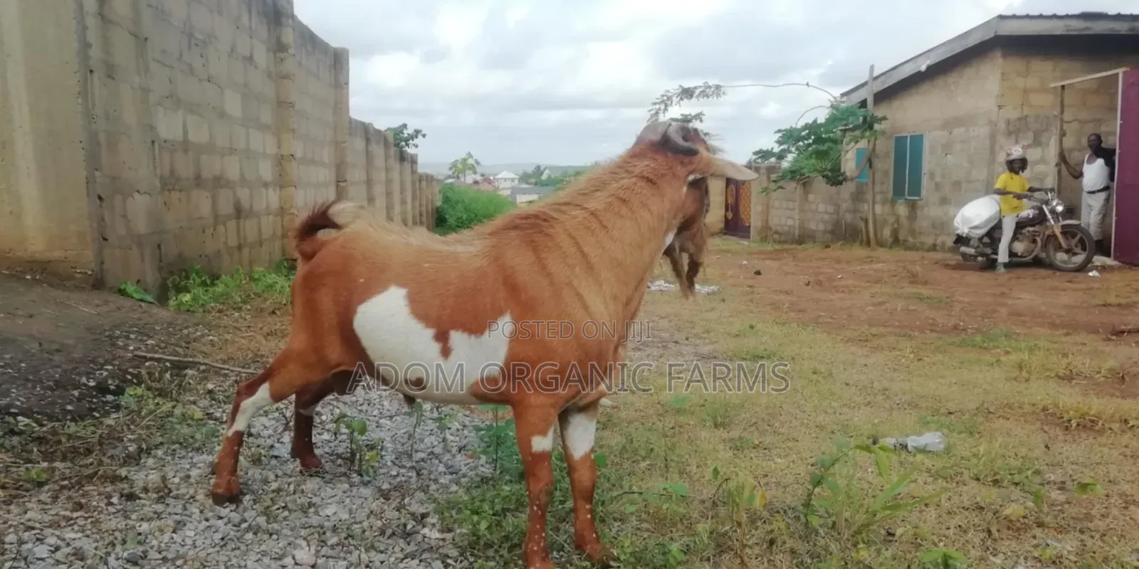 Healthy Tiktall Hybrid Goat Forsale