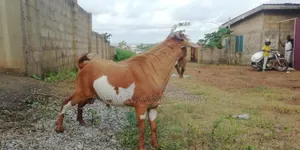Healthy Tiktall Hybrid Goat Forsale