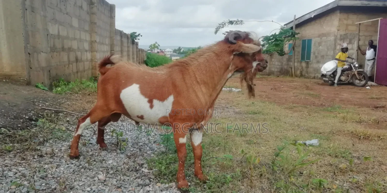 Healthy Tiktall Hybrid Goat Forsale