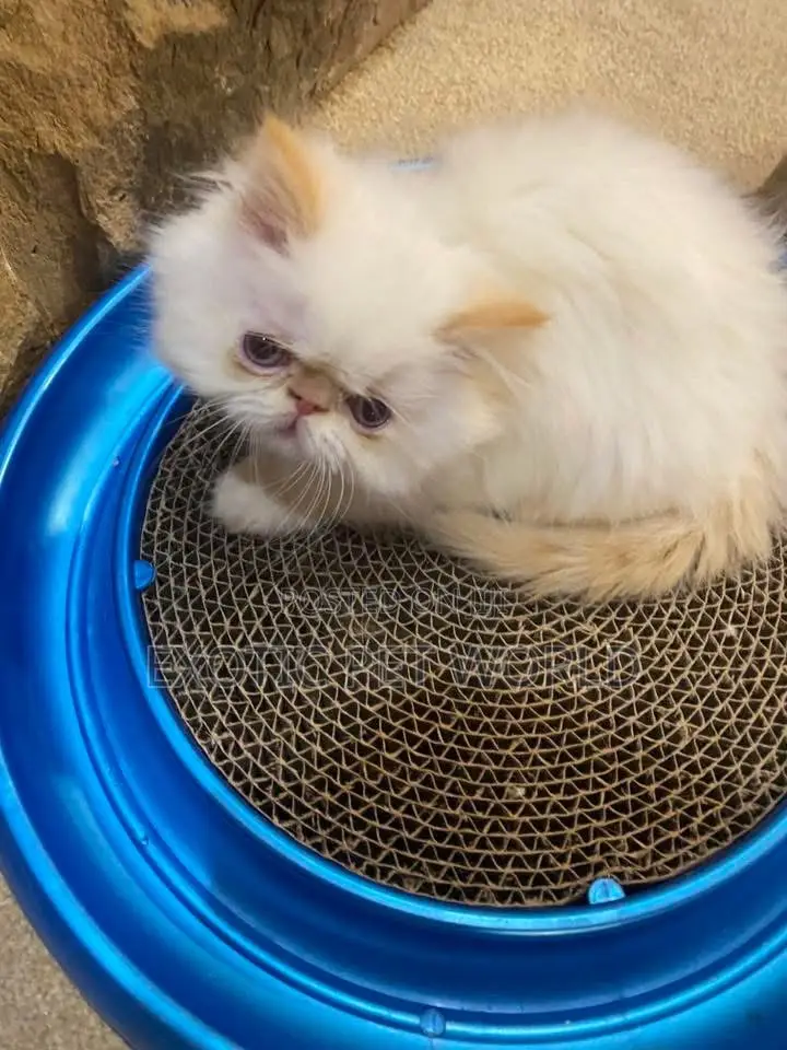 1-3 months Male Purebred Persian