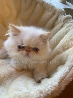 1-3 months Male Purebred Persian