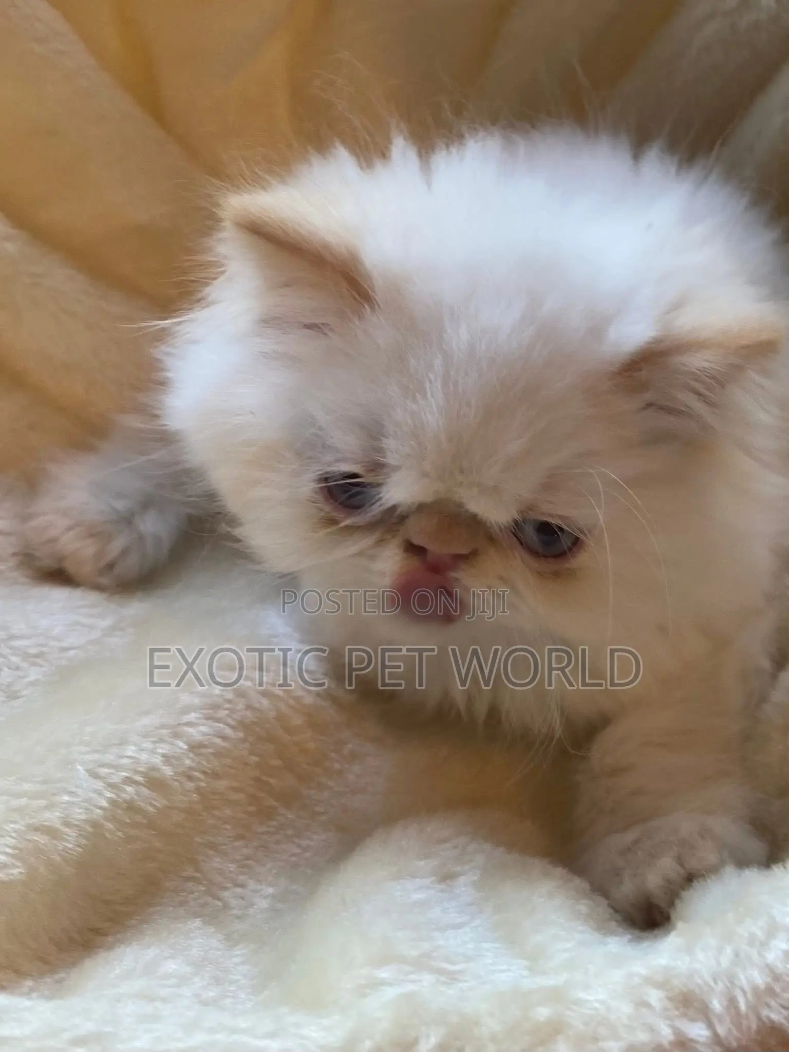 1-3 months Male Purebred Persian