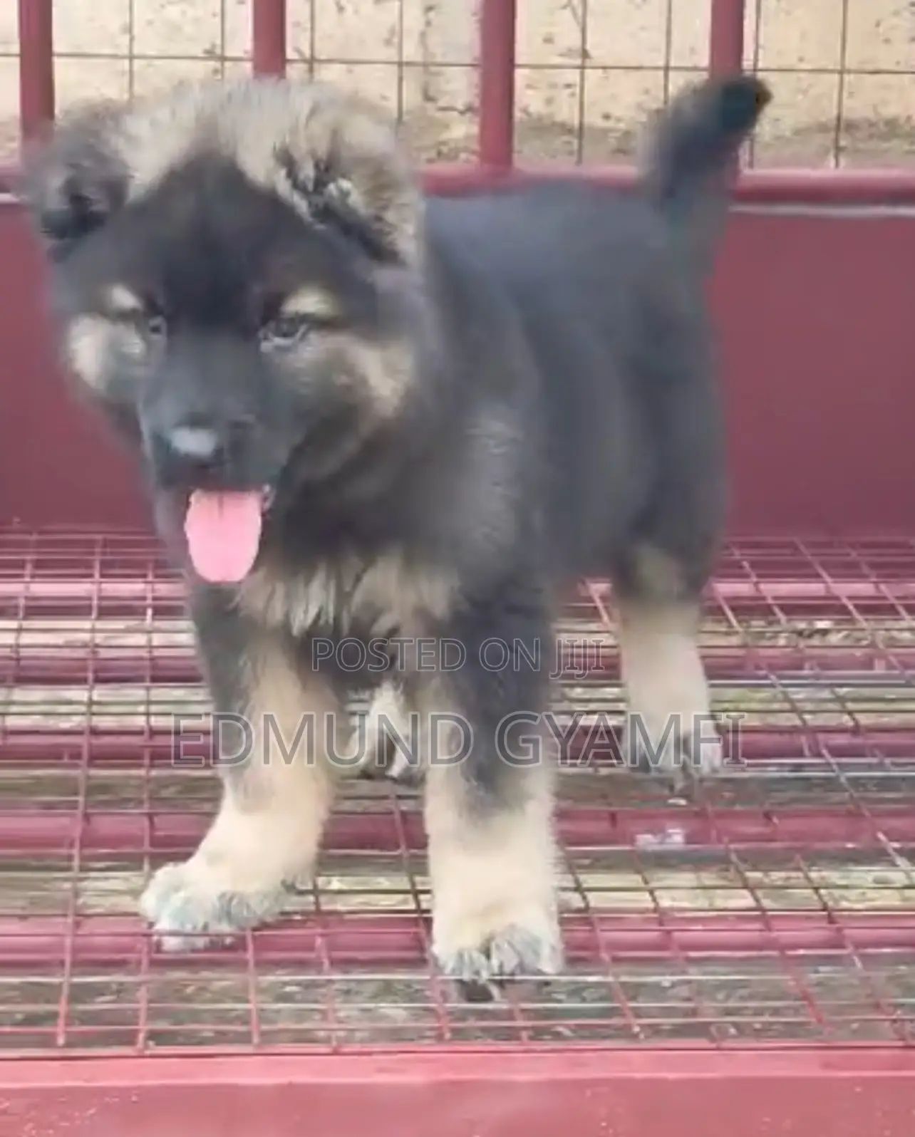 1-3 months Male Purebred Caucasian Shepherd